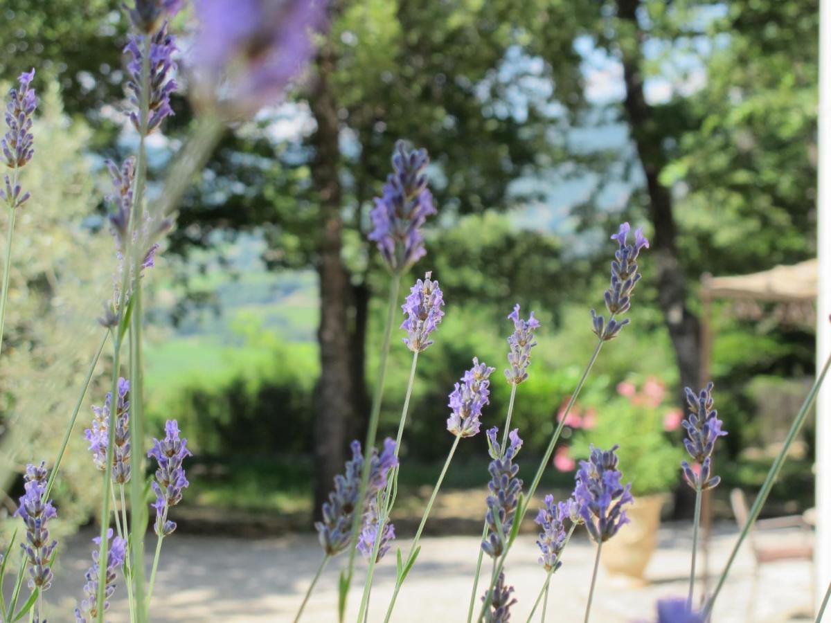 La Villa Du Petit Bois Les Lavandes Faucon  ภายนอก รูปภาพ